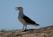 Angry Gull