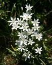 White Flowers
