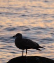 Seagull at Sunset