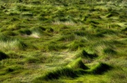 Wind-Blown Grass